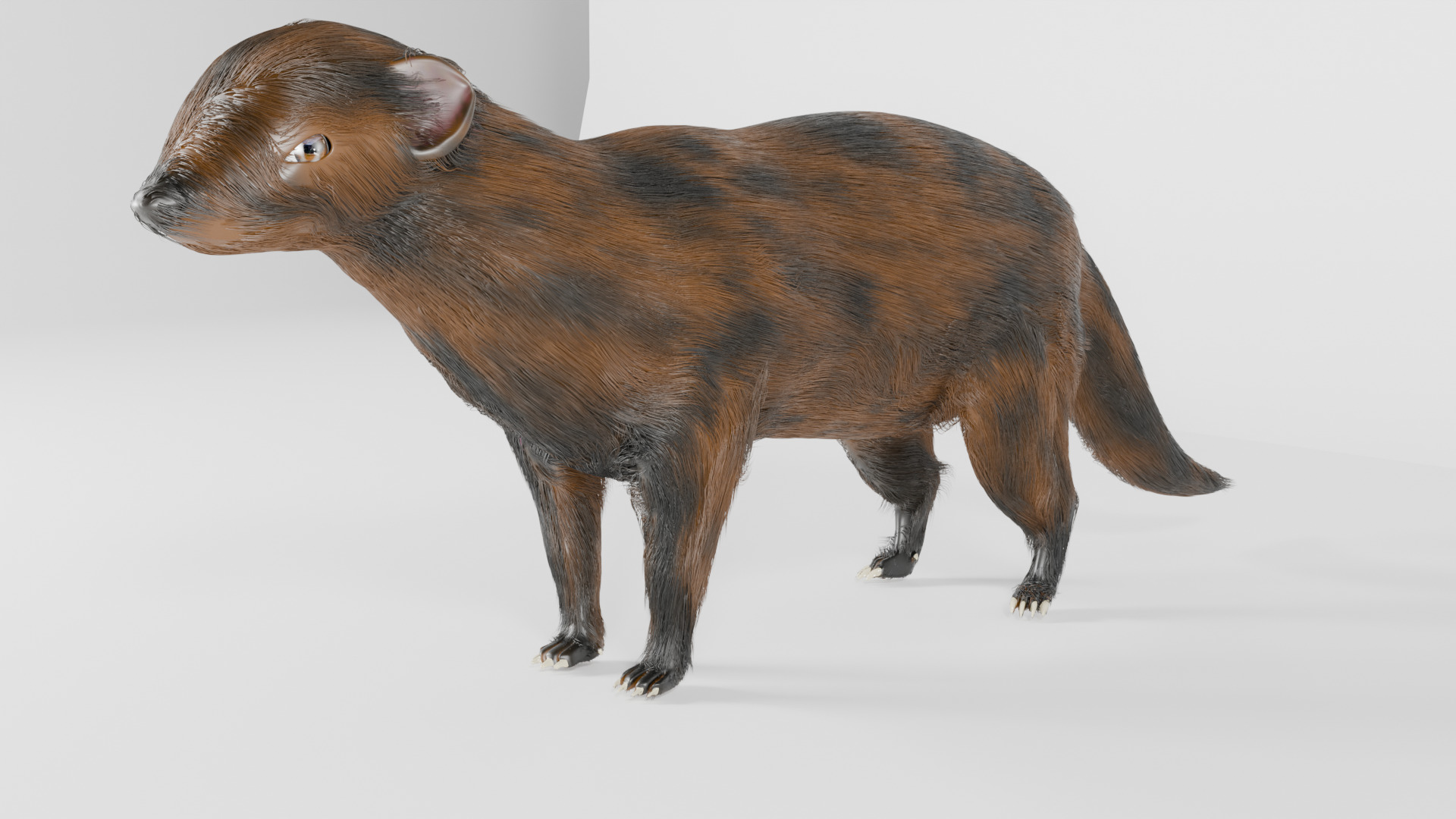 mangus 3d Low-poly 3D model_6