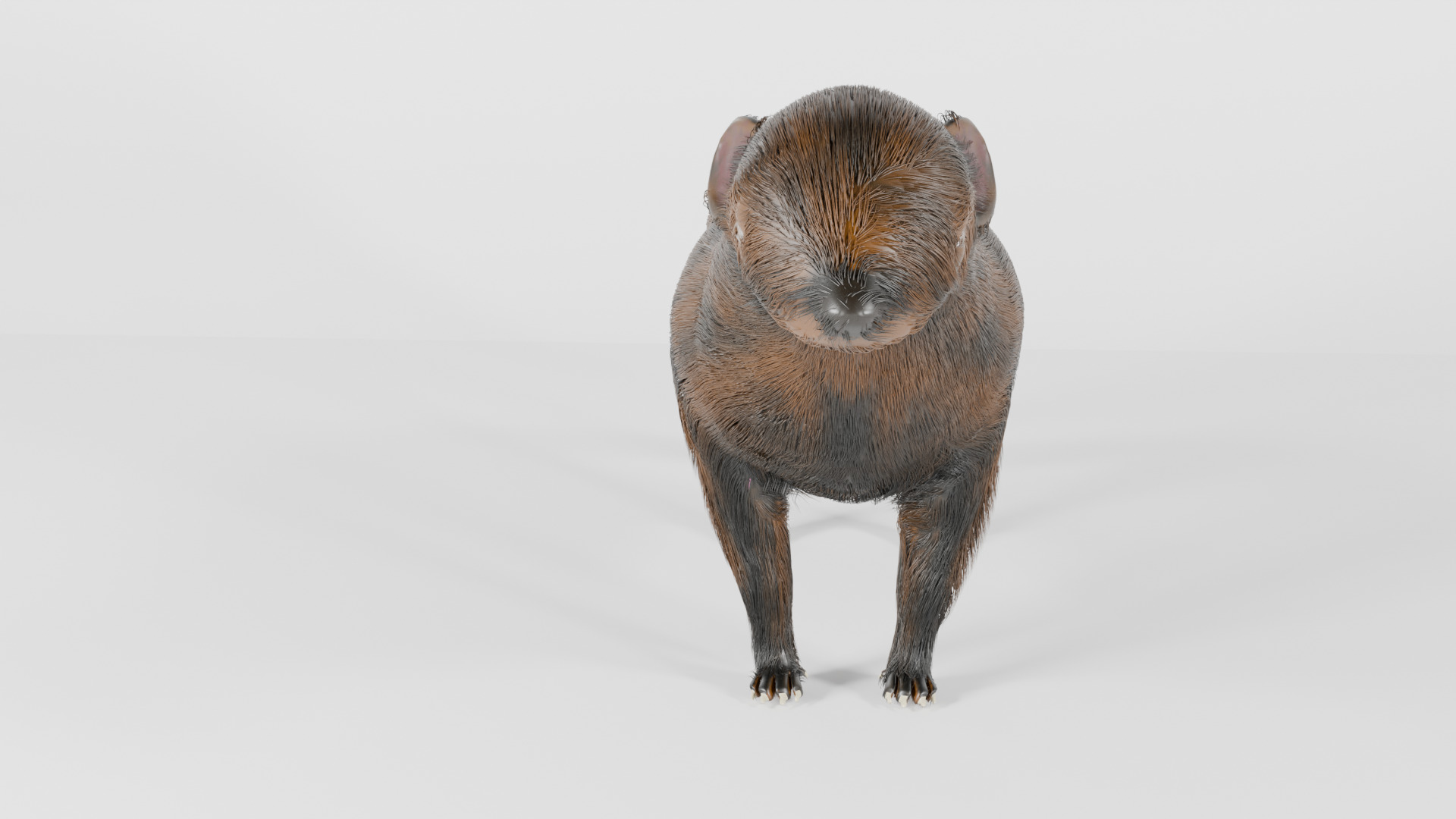 mangus 3d Low-poly 3D model_5