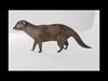 mangus 3d Low-poly 3D model_1