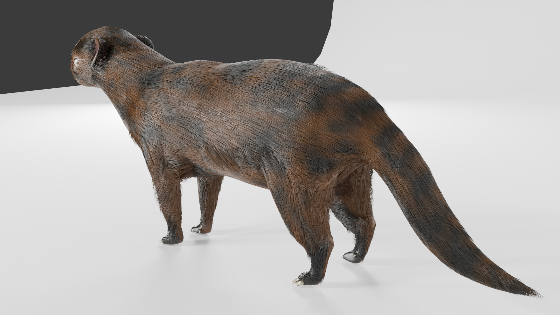 mangus 3d Low-poly 3D model_3