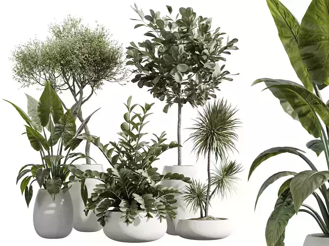 AV Indoor Plants Set 244 Ficus Spineless Yucca Olive Alocasia
