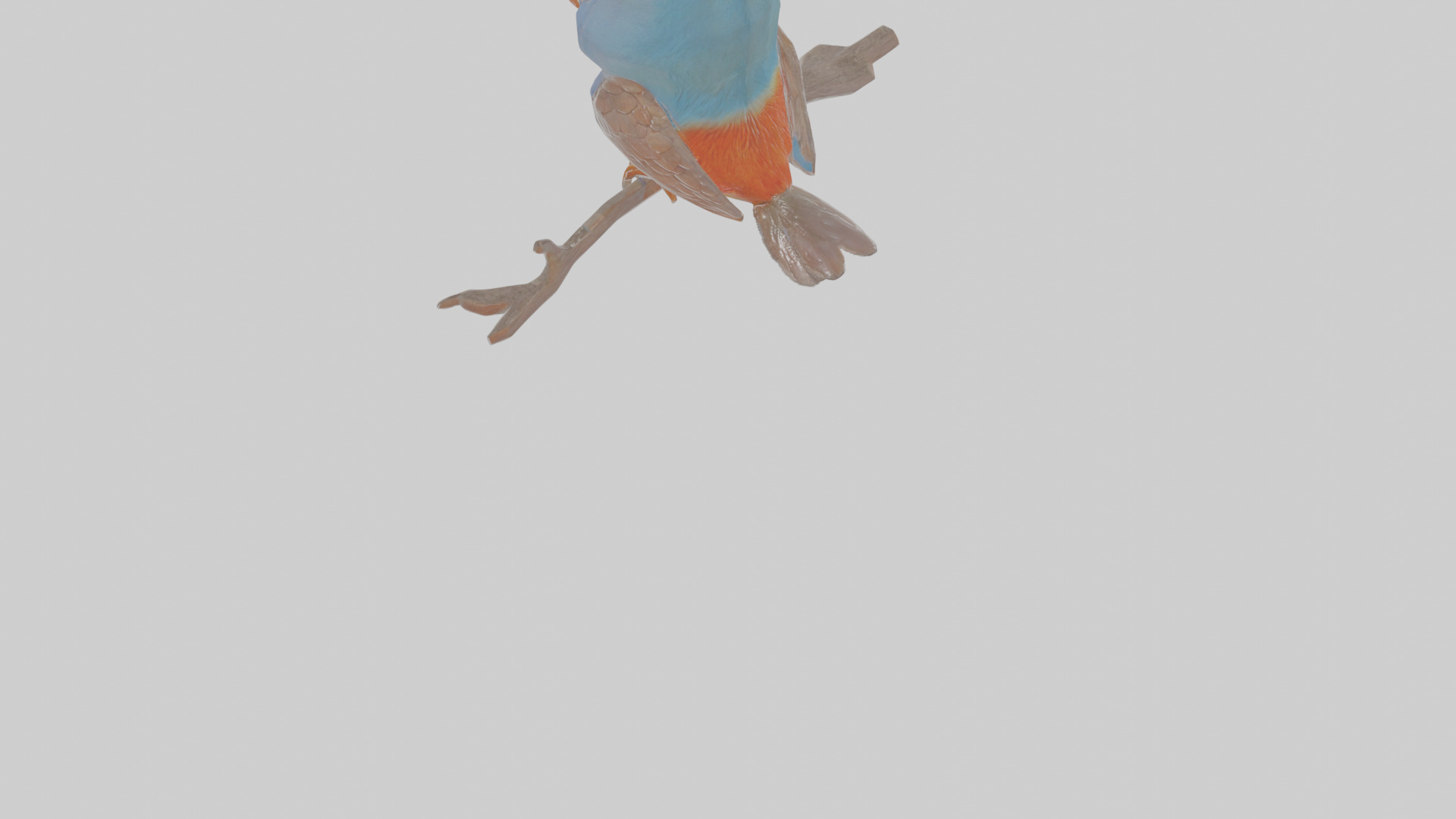 Cartoon Figbird Low-poly 3D model_6
