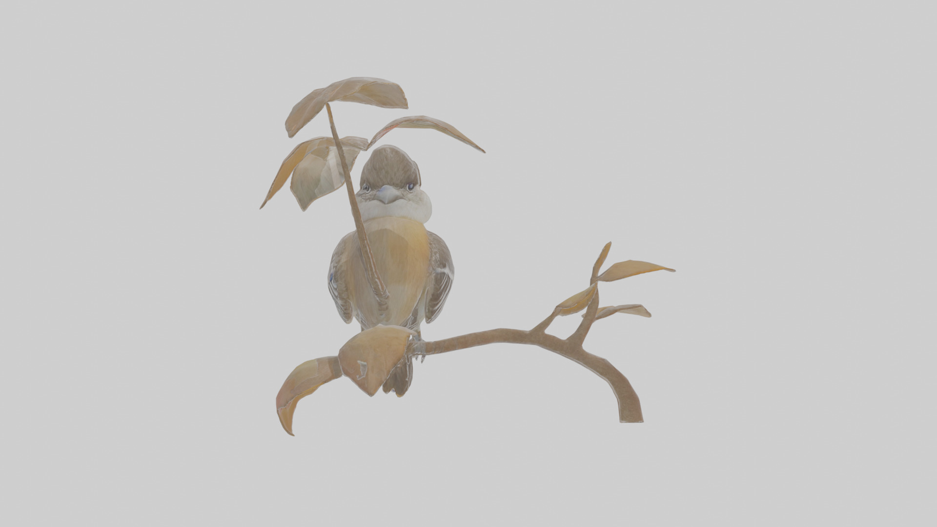 Cartoon Flycatchershrike Low-poly 3D model_1