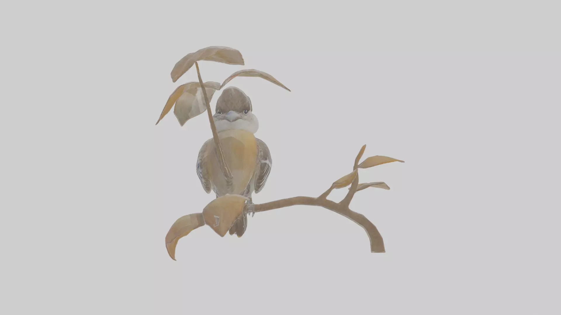 Cartoon Flycatchershrike Low-poly 3D model_0