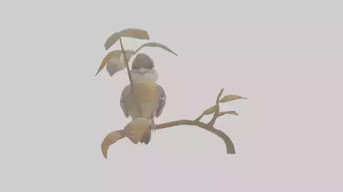 Cartoon Flycatchershrike
