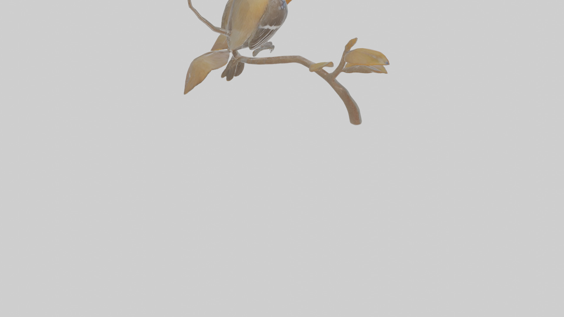 Cartoon Flycatchershrike Low-poly 3D model_6