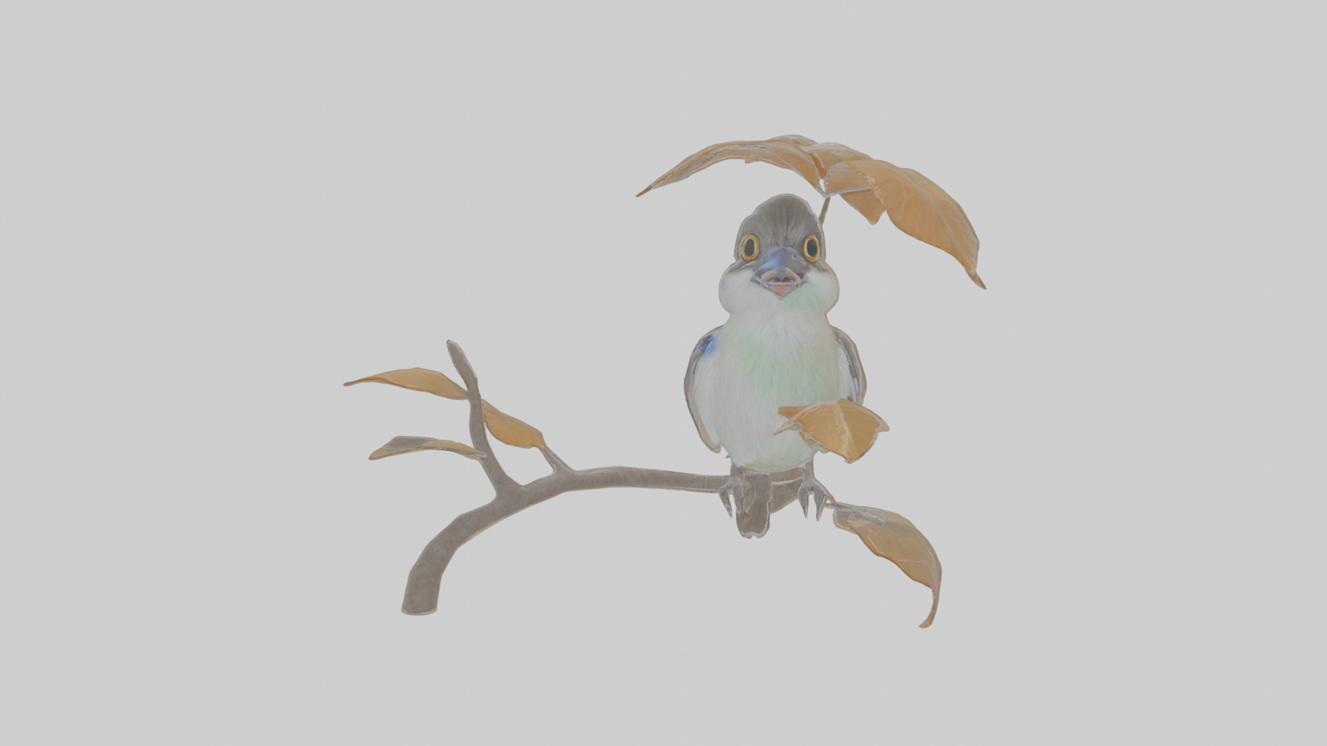 Cartoon Flycatchershrike Low-poly 3D model_15