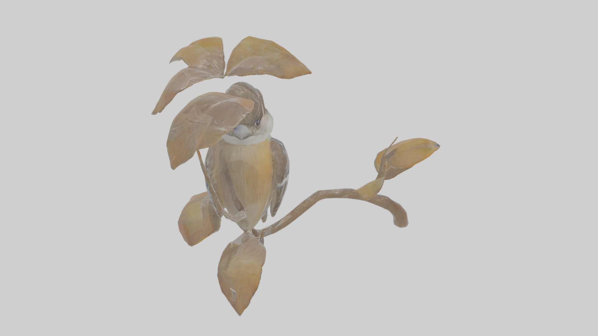 Cartoon Flycatchershrike Low-poly 3D model_21