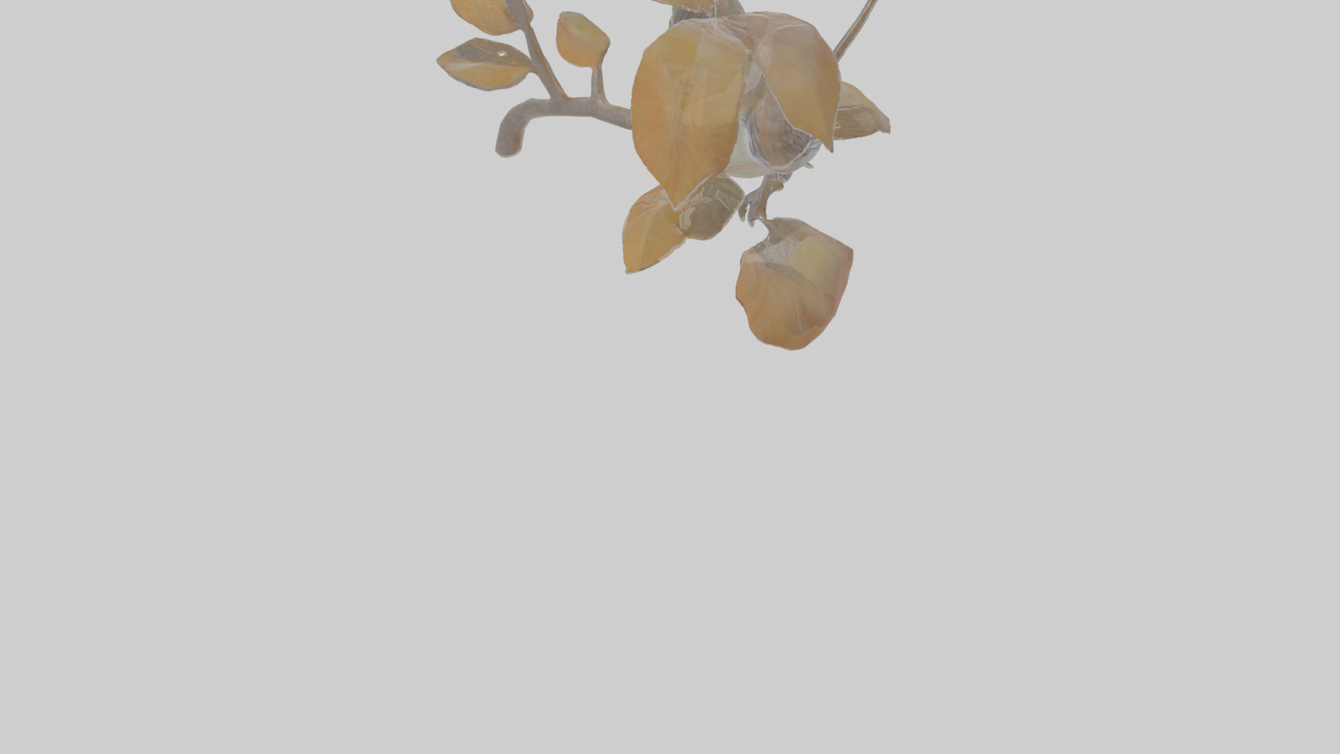 Cartoon Flycatchershrike Low-poly 3D model_7