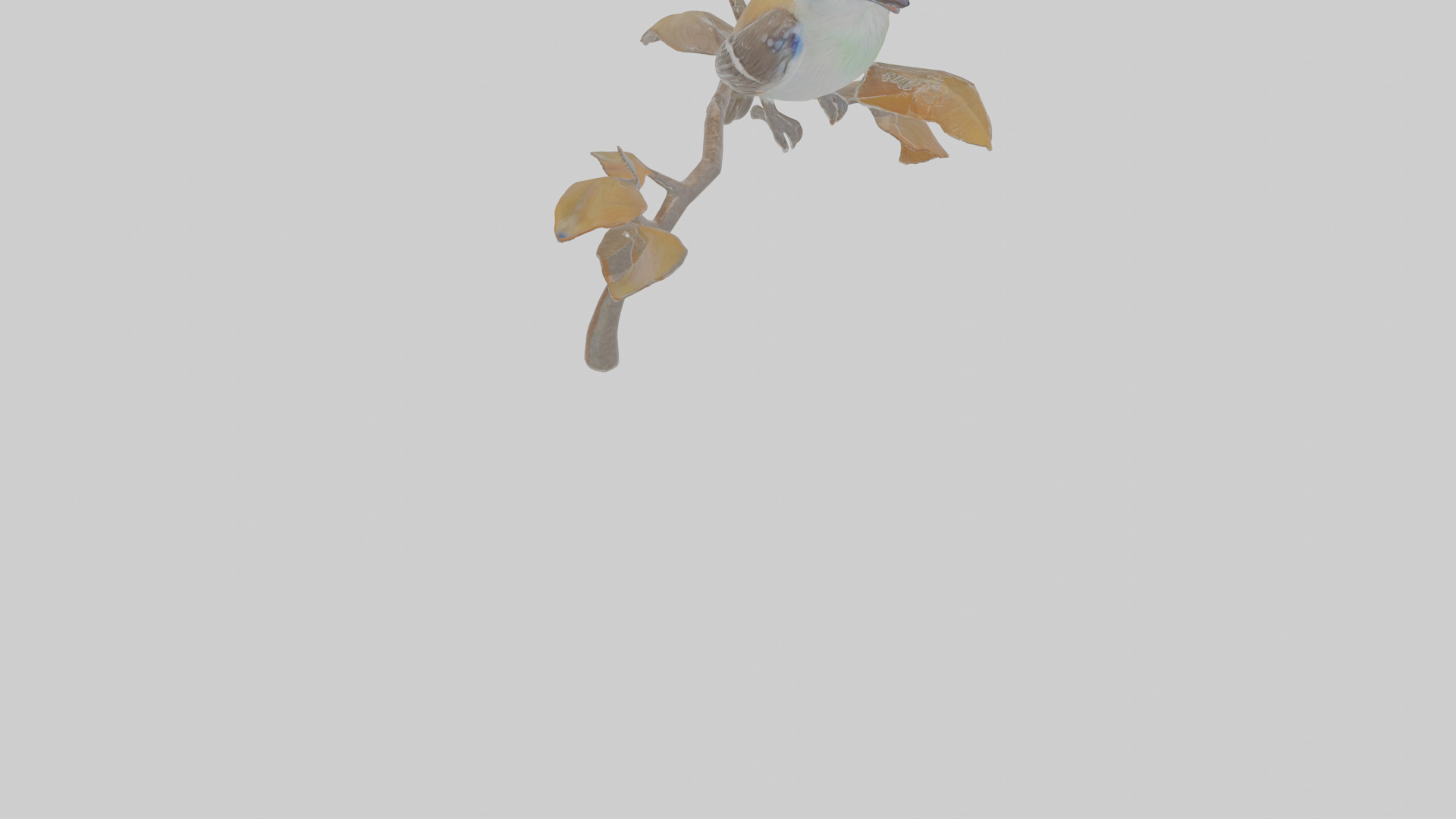 Cartoon Flycatchershrike Low-poly 3D model_9