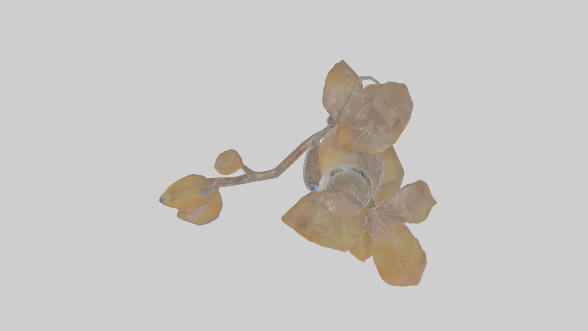 Cartoon Flycatchershrike Low-poly 3D model_20