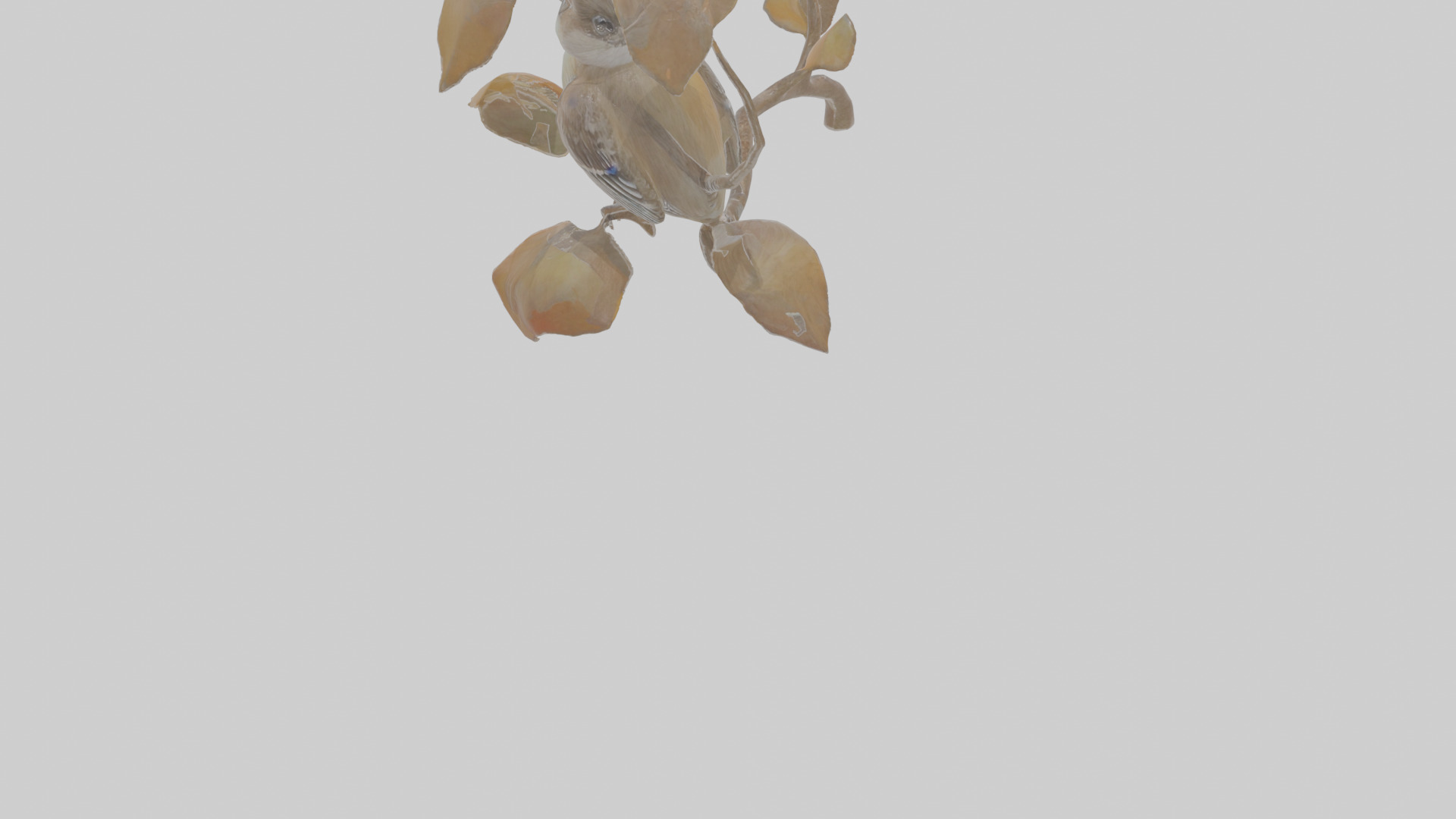 Cartoon Flycatchershrike Low-poly 3D model_5