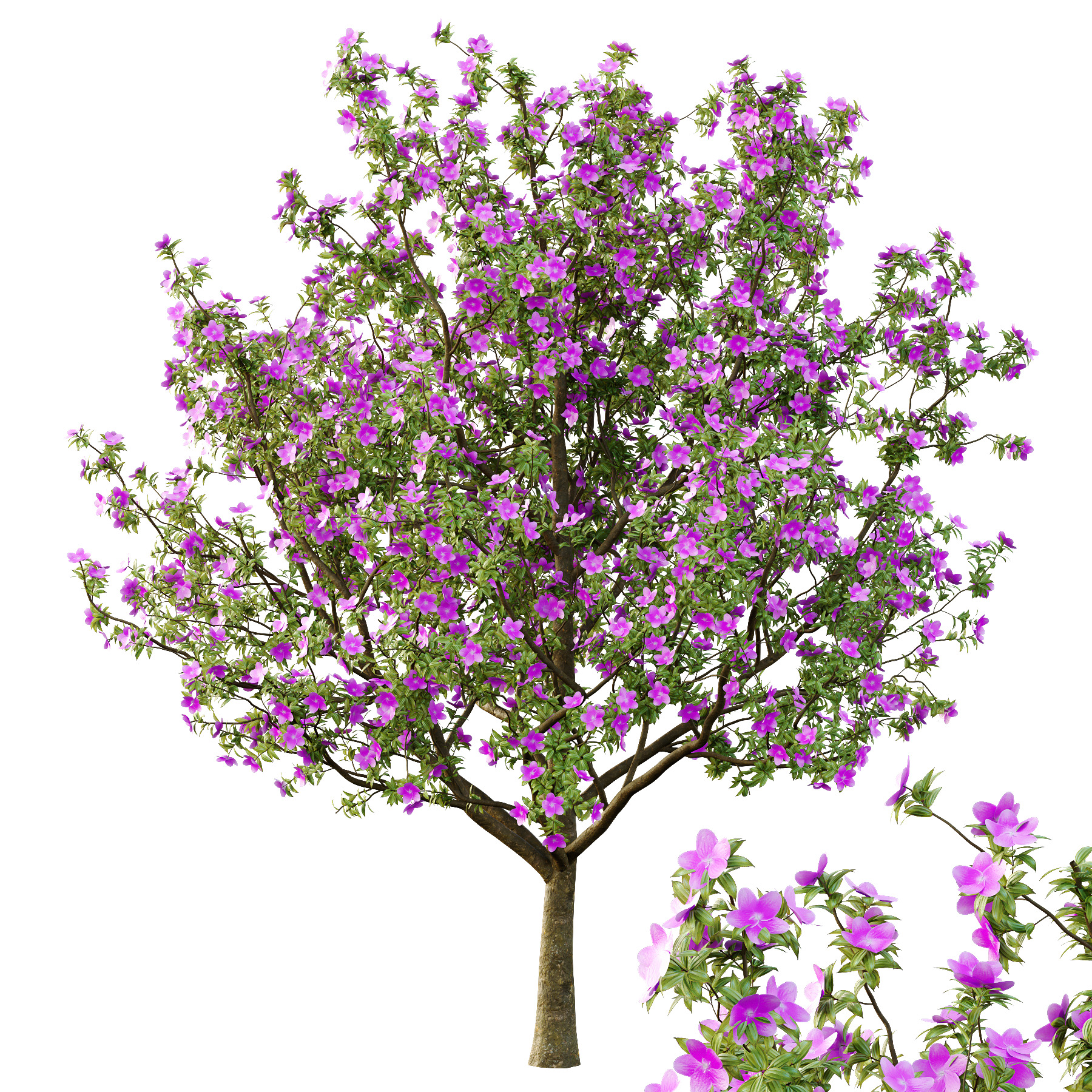 Italian Cypress Tree 4 3D model_2