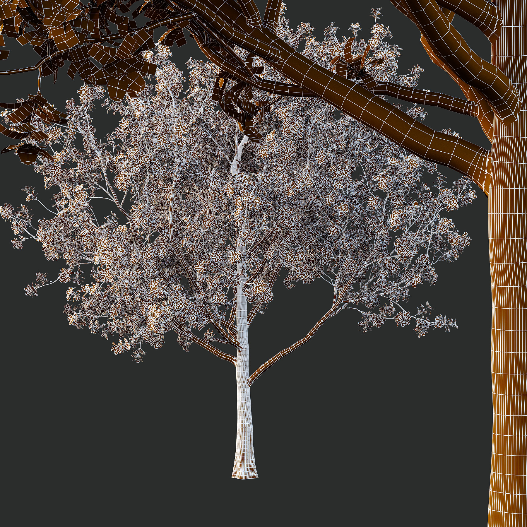 Italian Cypress Tree 4 3D model_3