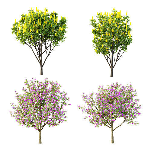 Italian Cypress Tree 4 3D model
