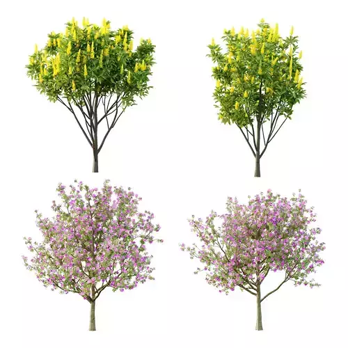 Italian Cypress Tree 4 3D model Italian Cypress Tree 4 3D model