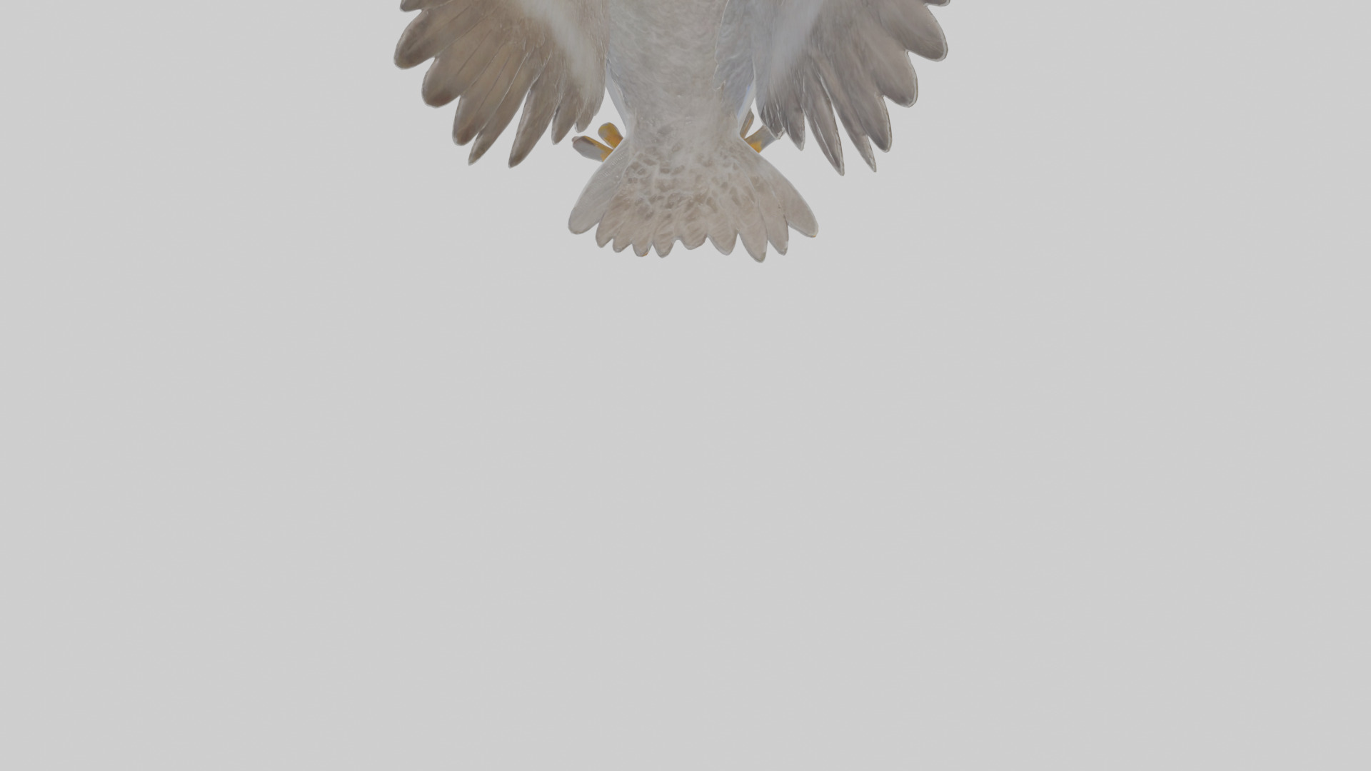 Cartoon Fulmar Low-poly 3D model_6