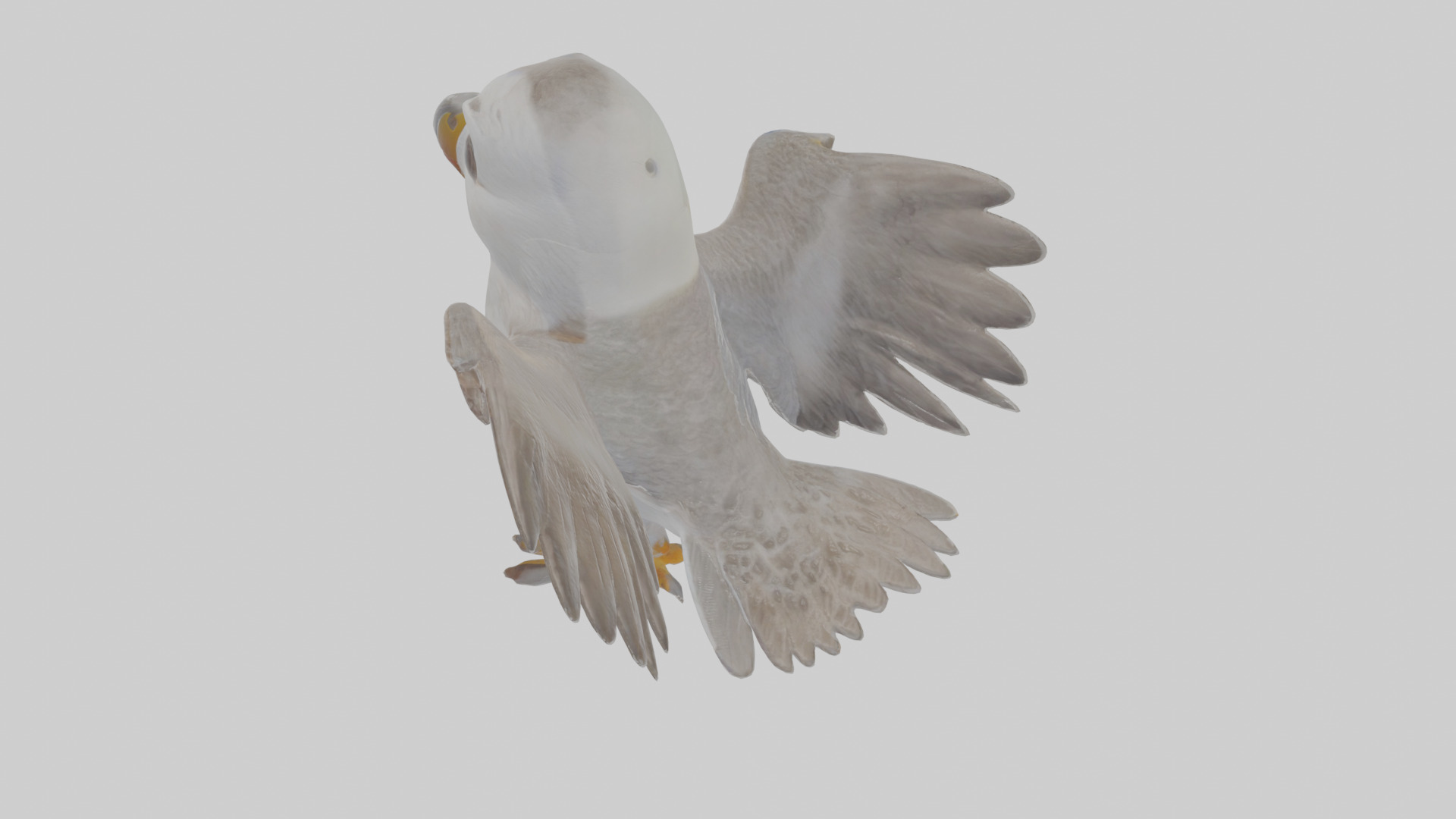 Cartoon Fulmar Low-poly 3D model_27