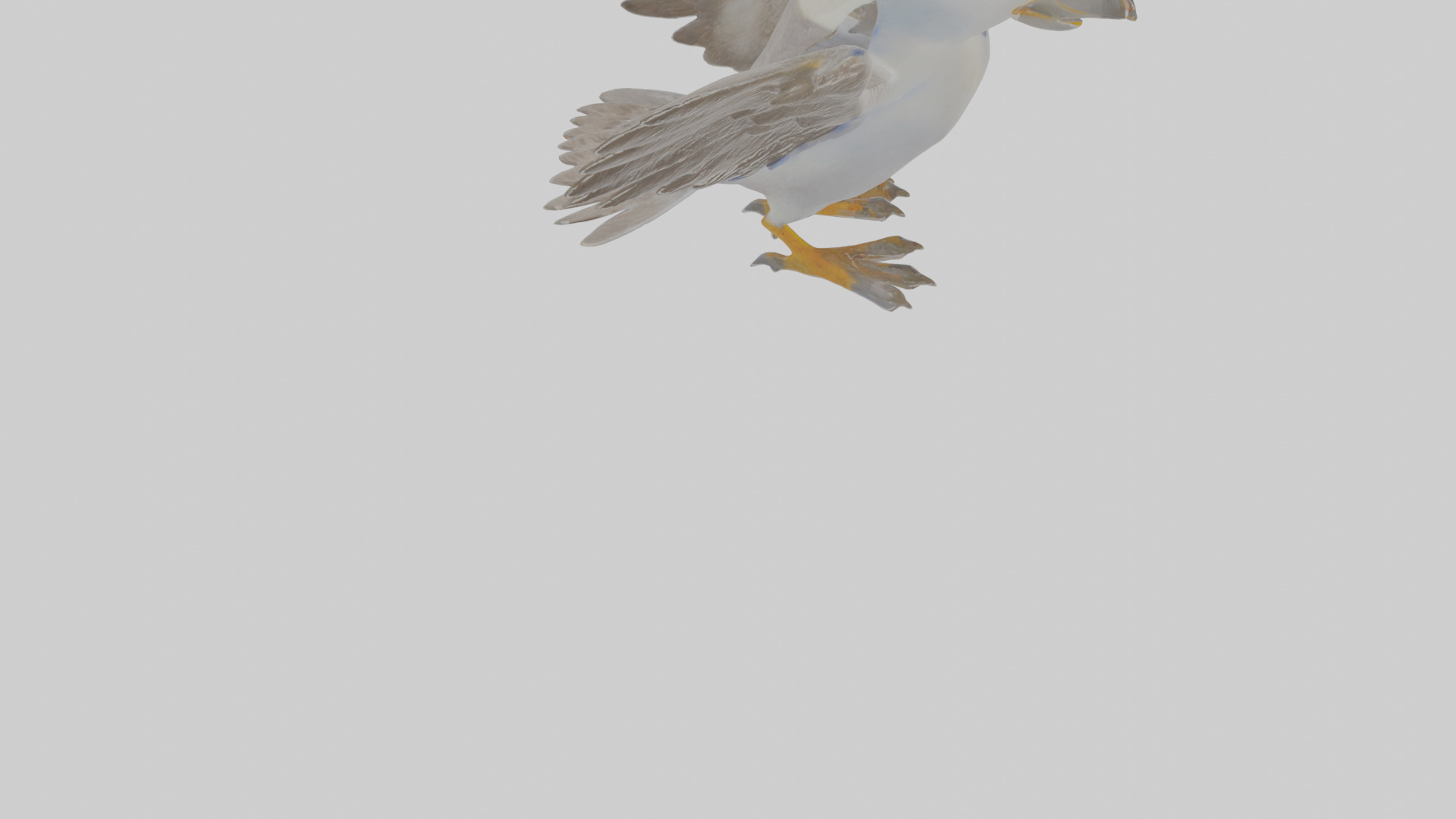 Cartoon Fulmar Low-poly 3D model_8