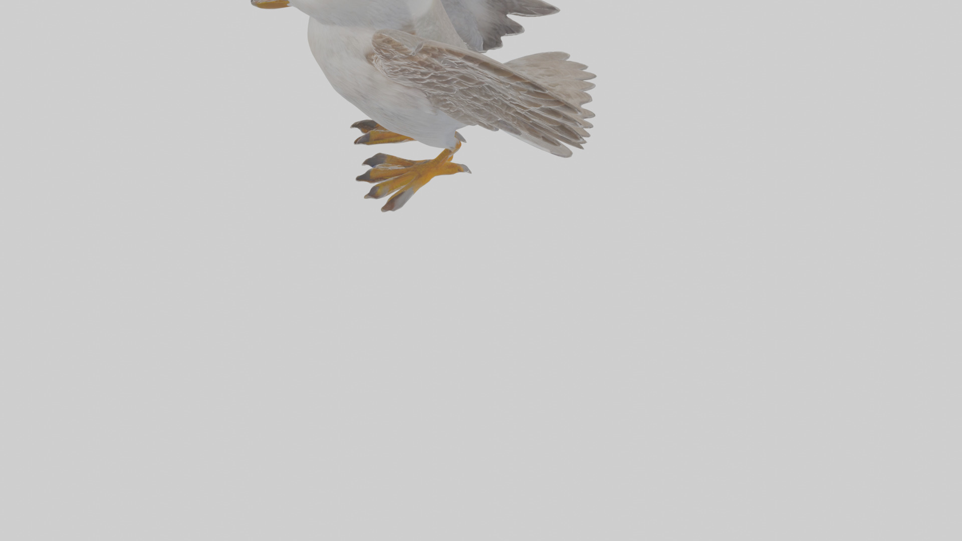 Cartoon Fulmar Low-poly 3D model_9