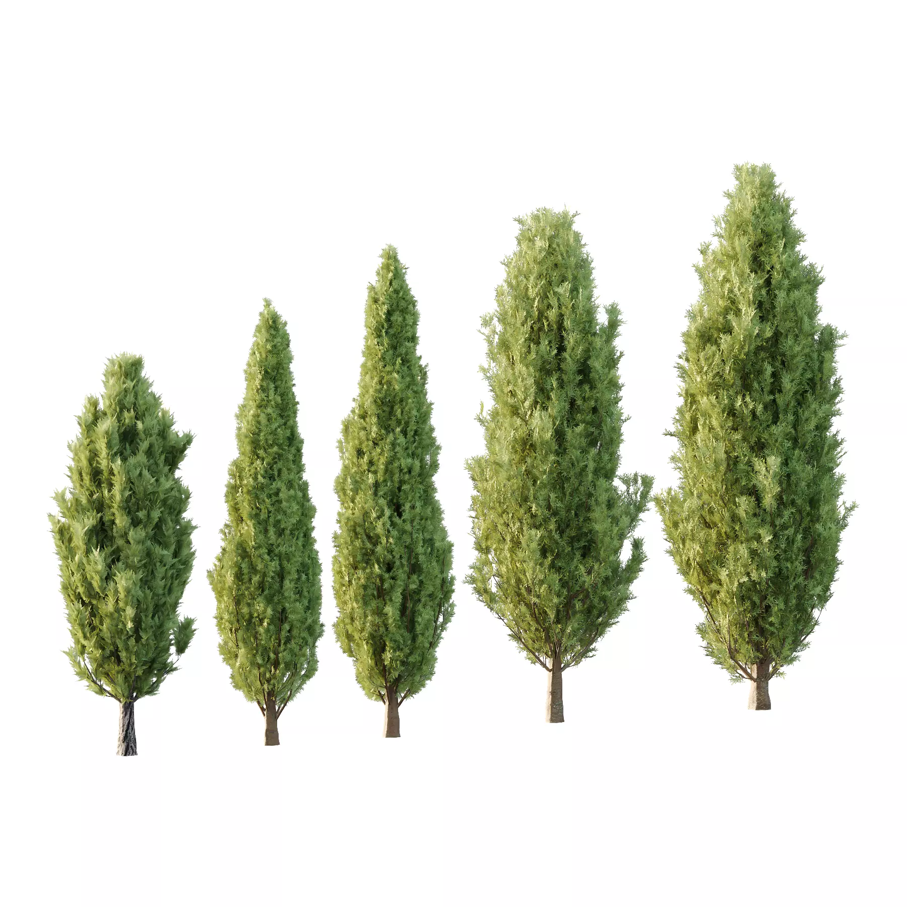 Italian Cypress Tree 4 3D model_0