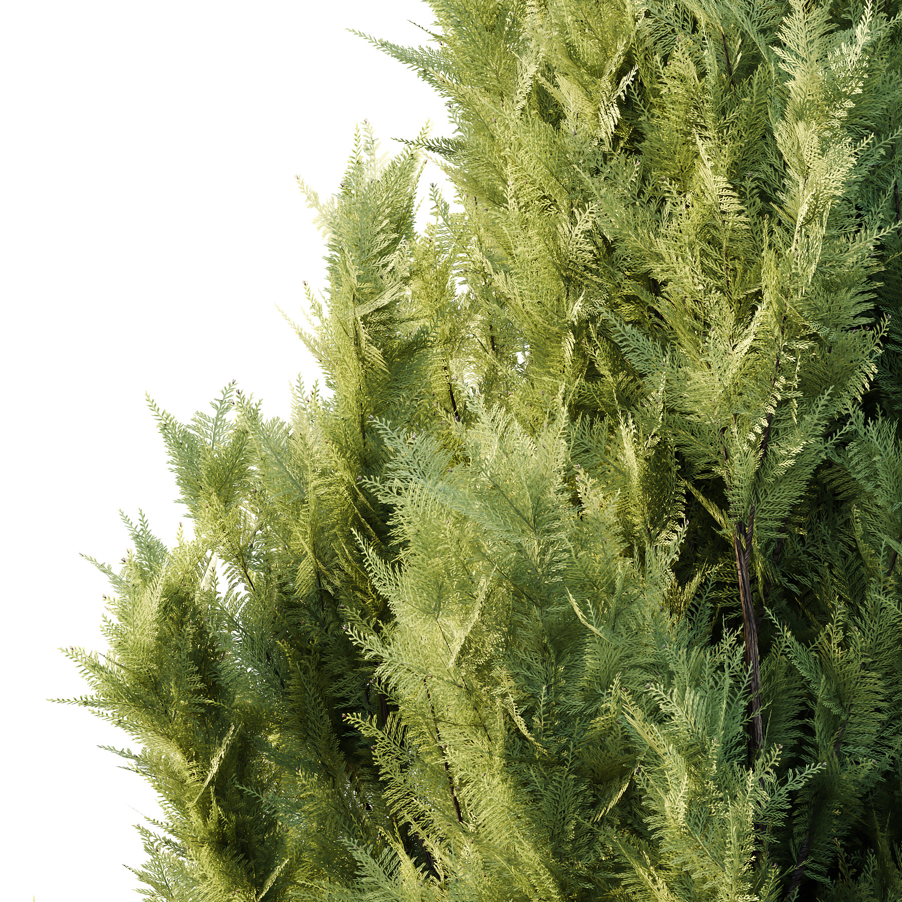 Italian Cypress Tree 4 3D model_2