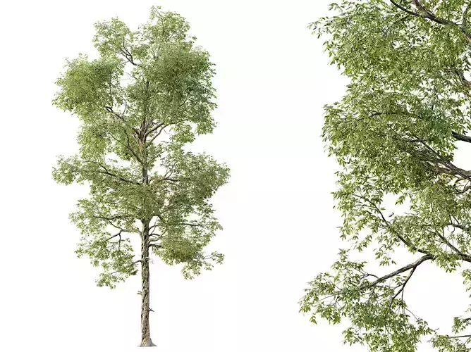 AV Plants Carya Glabra Ovalis Caryer Rouge Hickory 3D model
