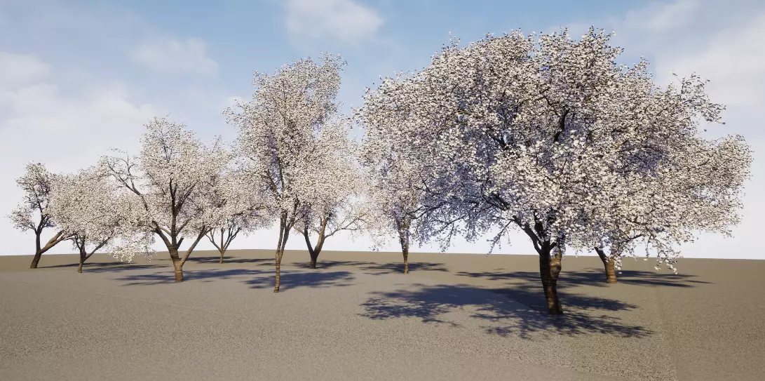 cherry tree Cherry blossom tree group UE file 3D model