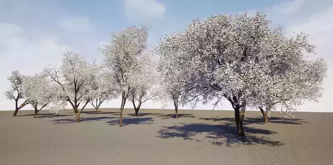 cherry tree Cherry blossom tree group UE file 3D model
