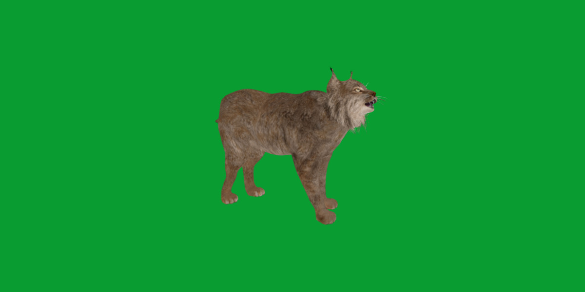 Canadian Lynx 3D model_32