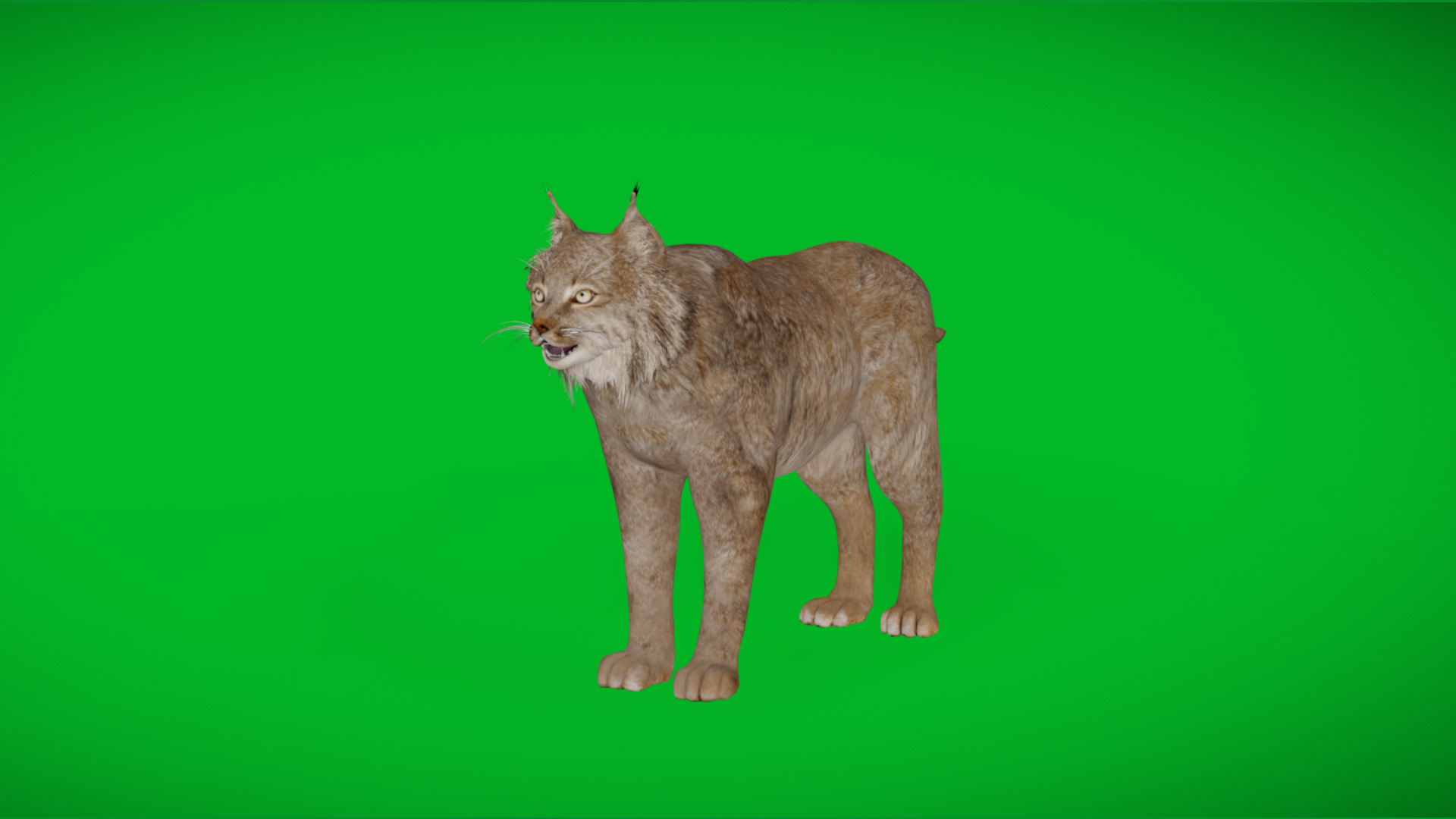 Canadian Lynx 3D model_3