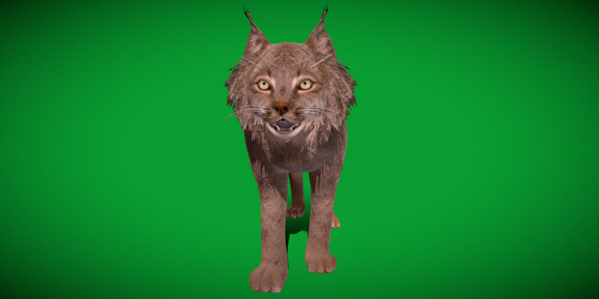 Canadian Lynx 3D model_57
