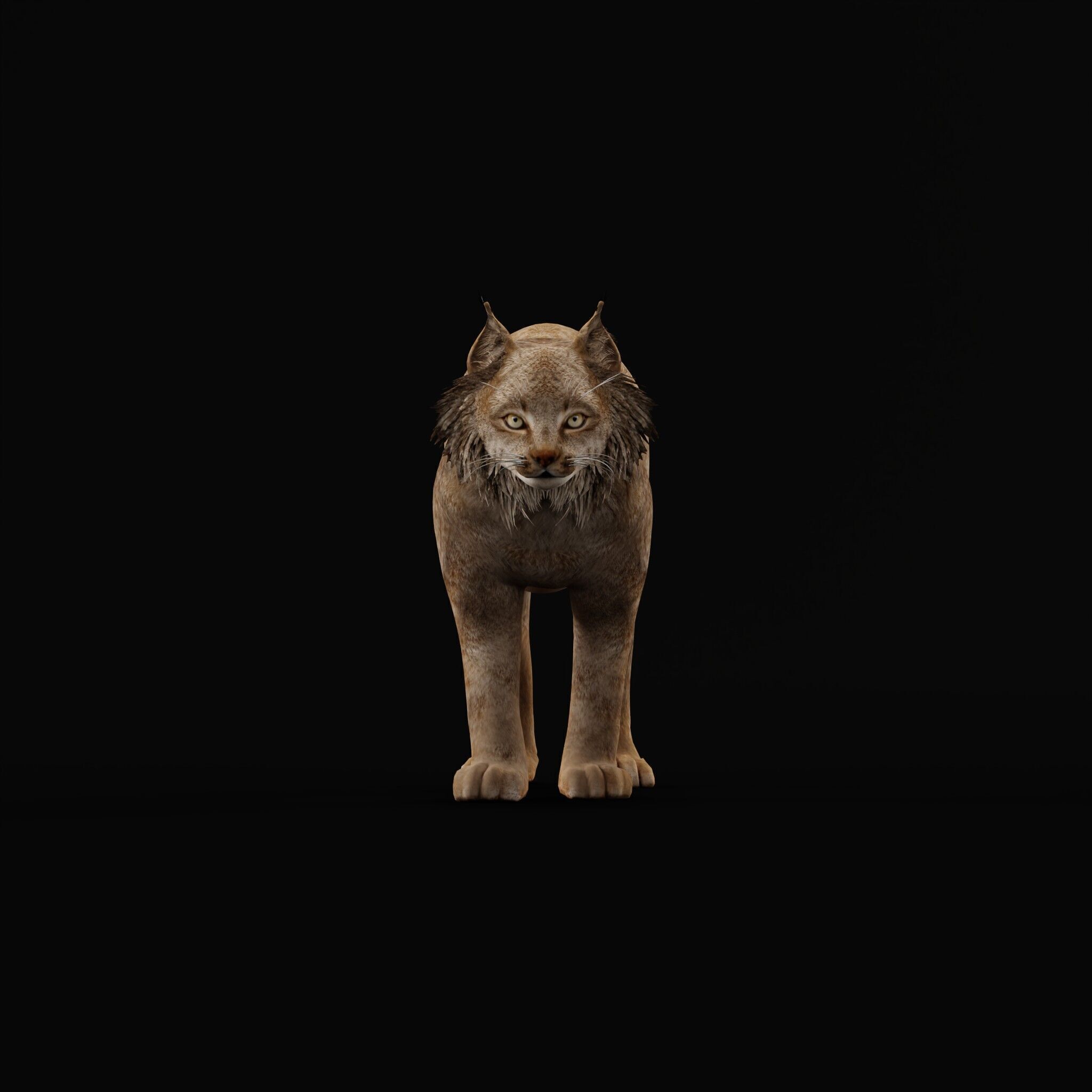 Canadian Lynx 3D model_56