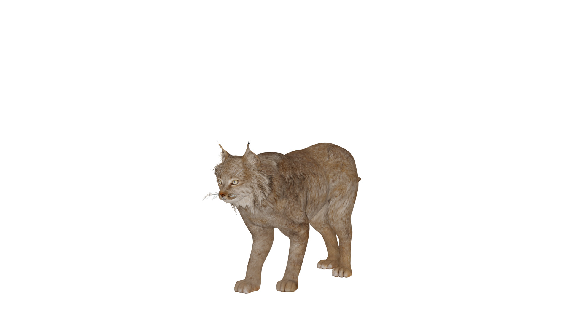 Canadian Lynx 3D model_4