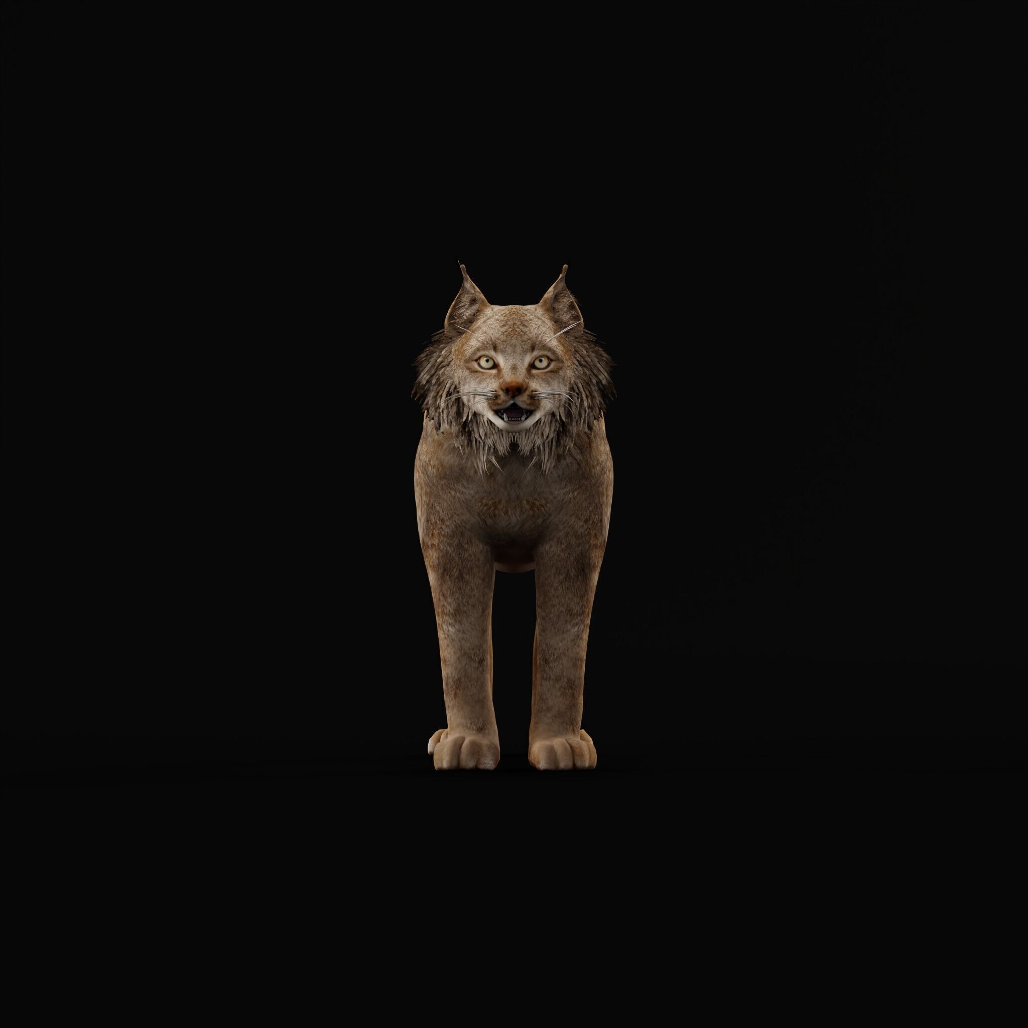 Canadian Lynx 3D model_53