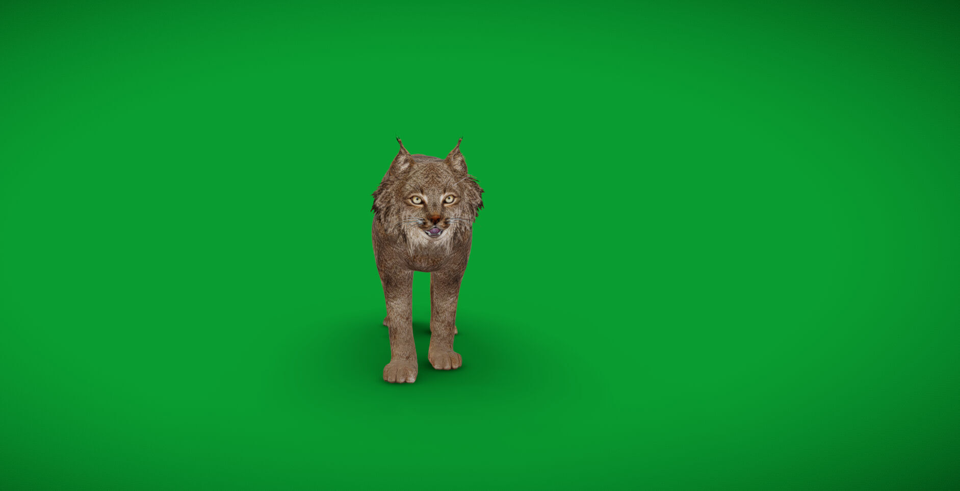 Canadian Lynx 3D model_52