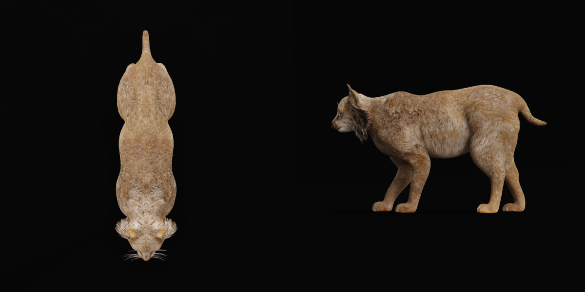 Canadian Lynx 3D model_41