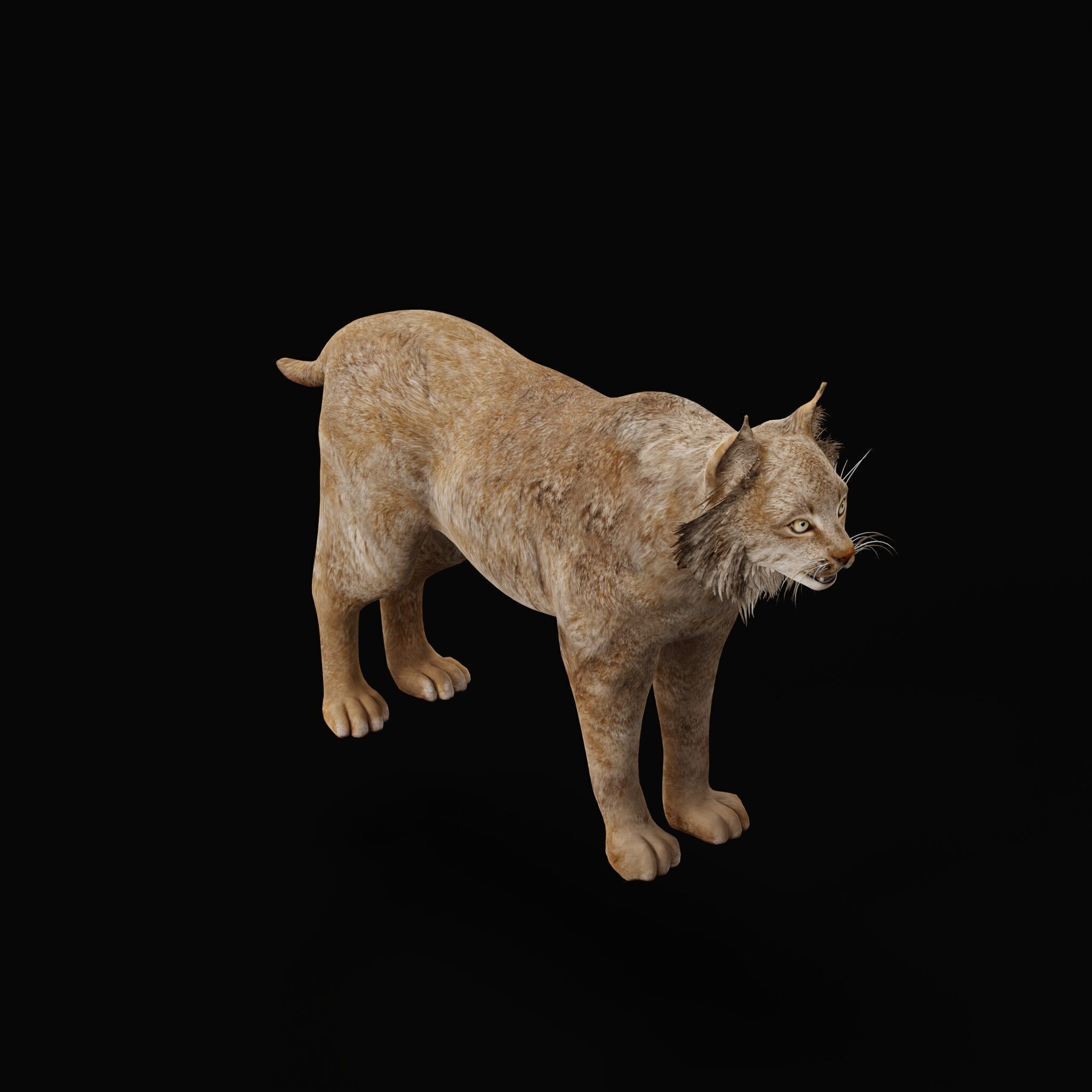 Canadian Lynx 3D model_33