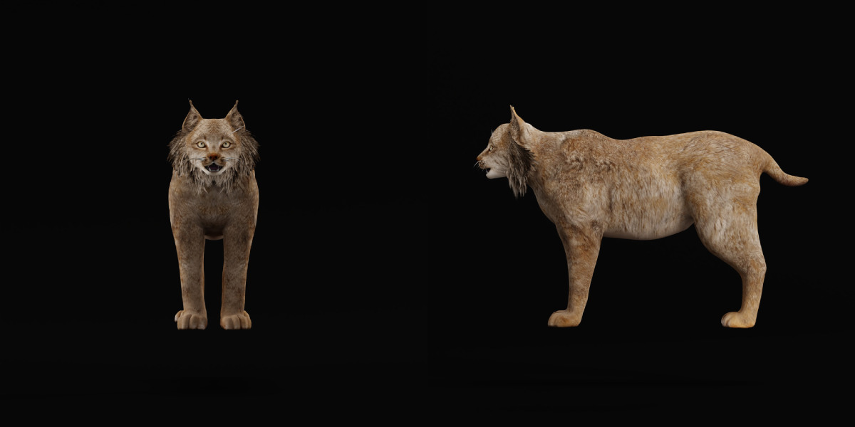 Canadian Lynx 3D model_40