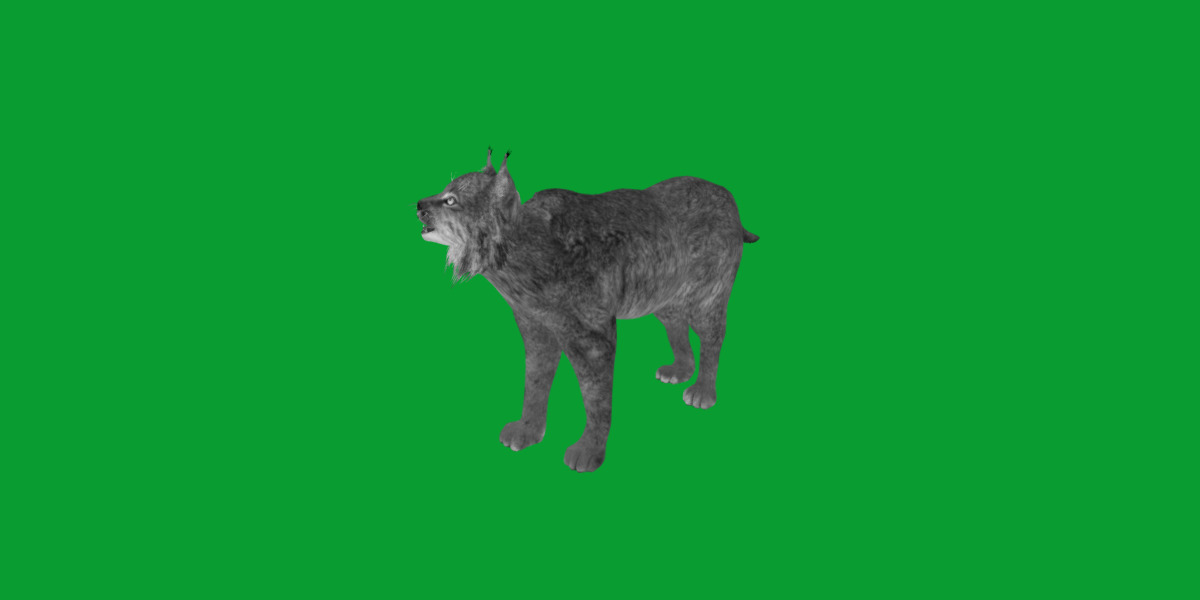 Canadian Lynx 3D model_24
