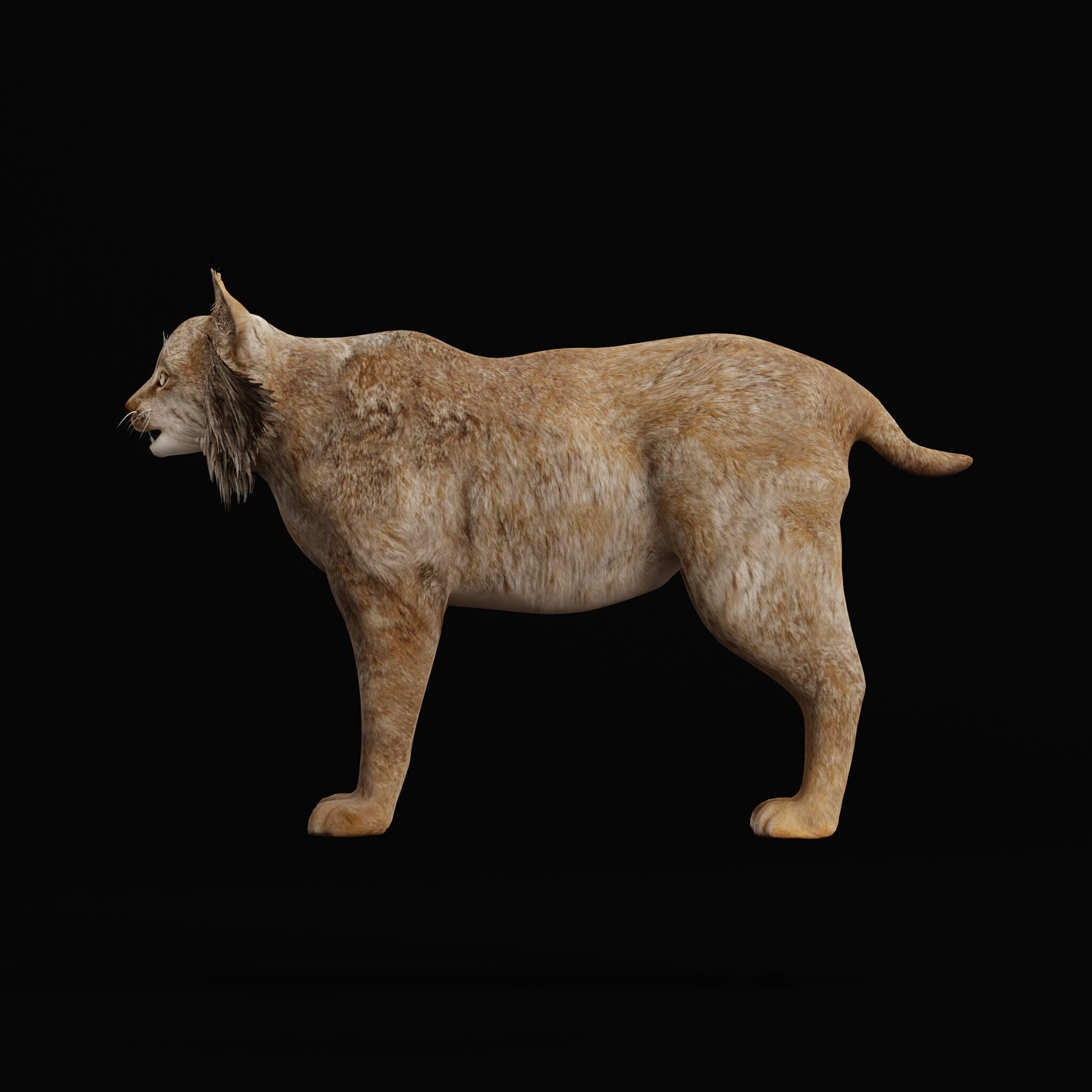 Canadian Lynx 3D model_39