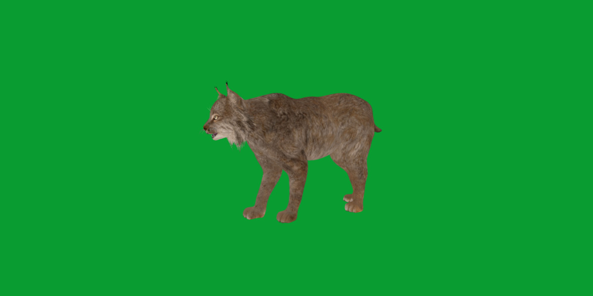Canadian Lynx 3D model_27