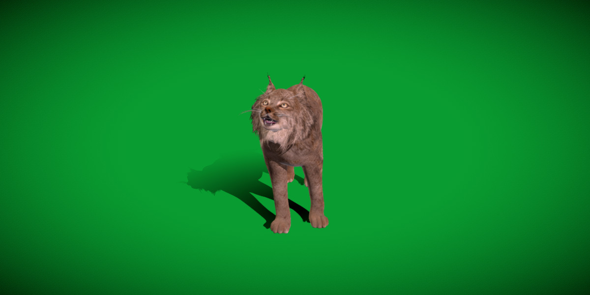 Canadian Lynx 3D model_44
