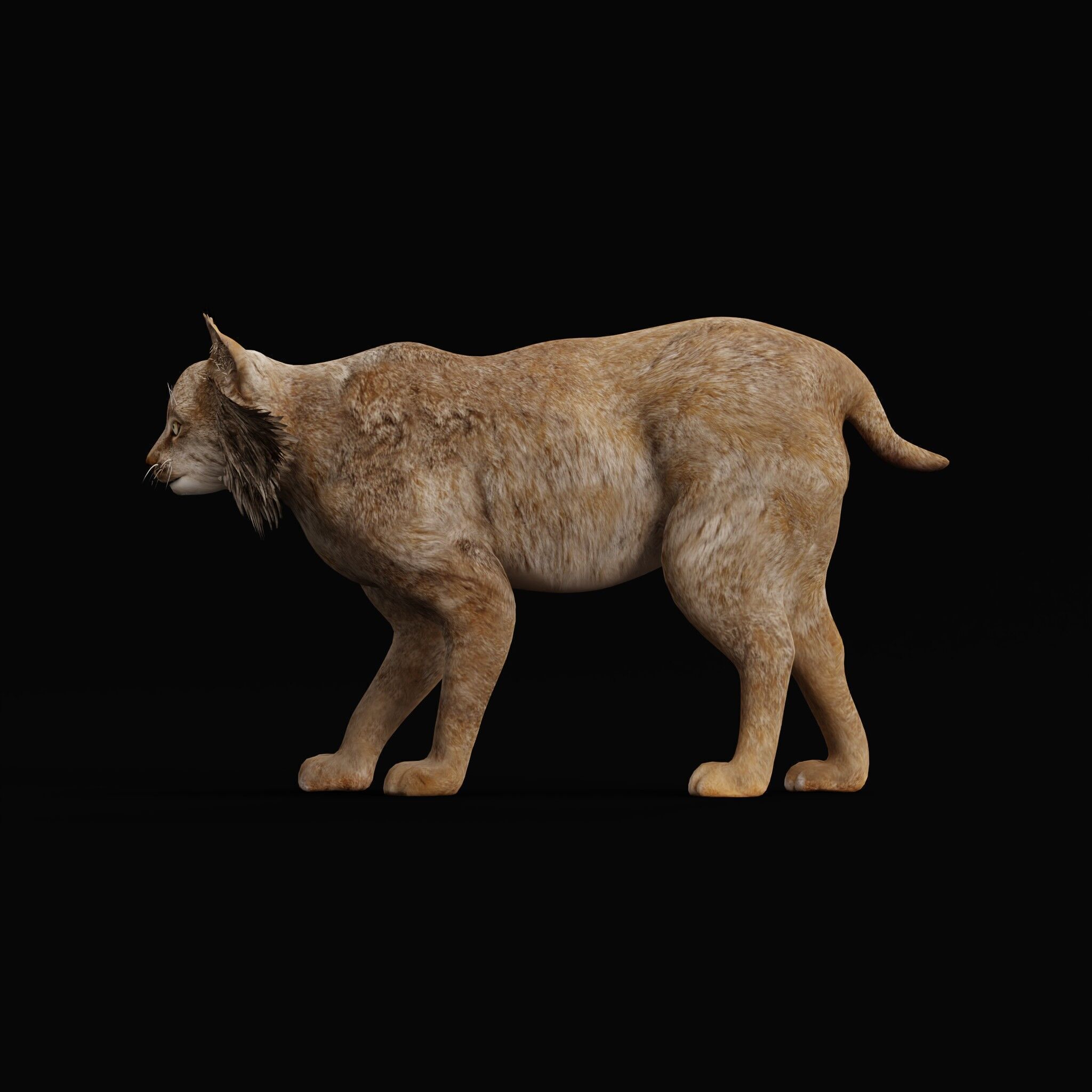 Canadian Lynx 3D model_60