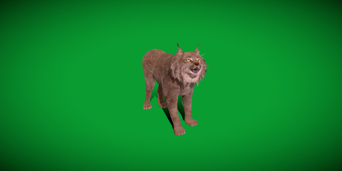 Canadian Lynx 3D model_46