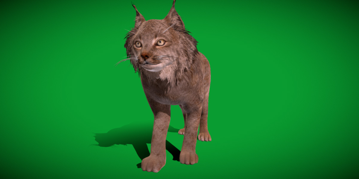 Canadian Lynx 3D model_54