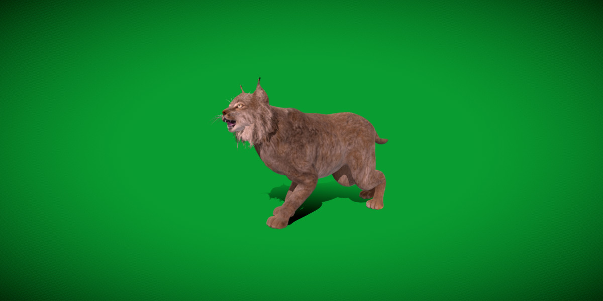 Canadian Lynx 3D model_34