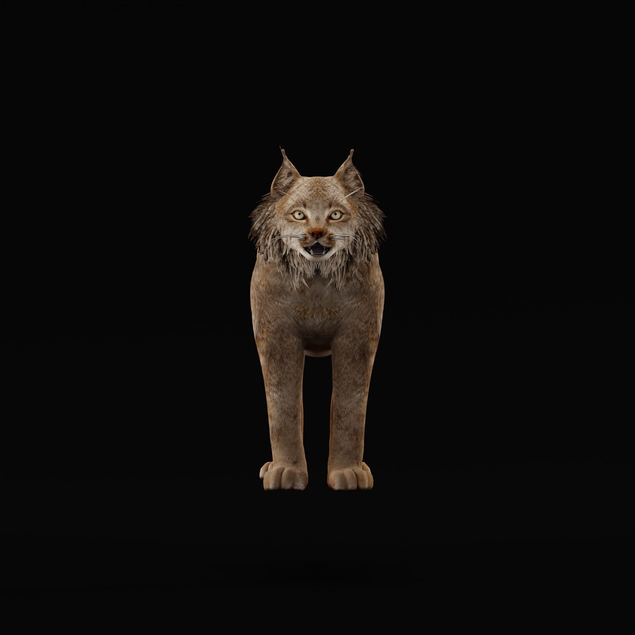 Canadian Lynx 3D model_26