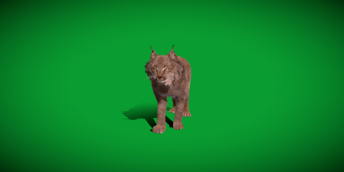 Canadian Lynx 3D model_47
