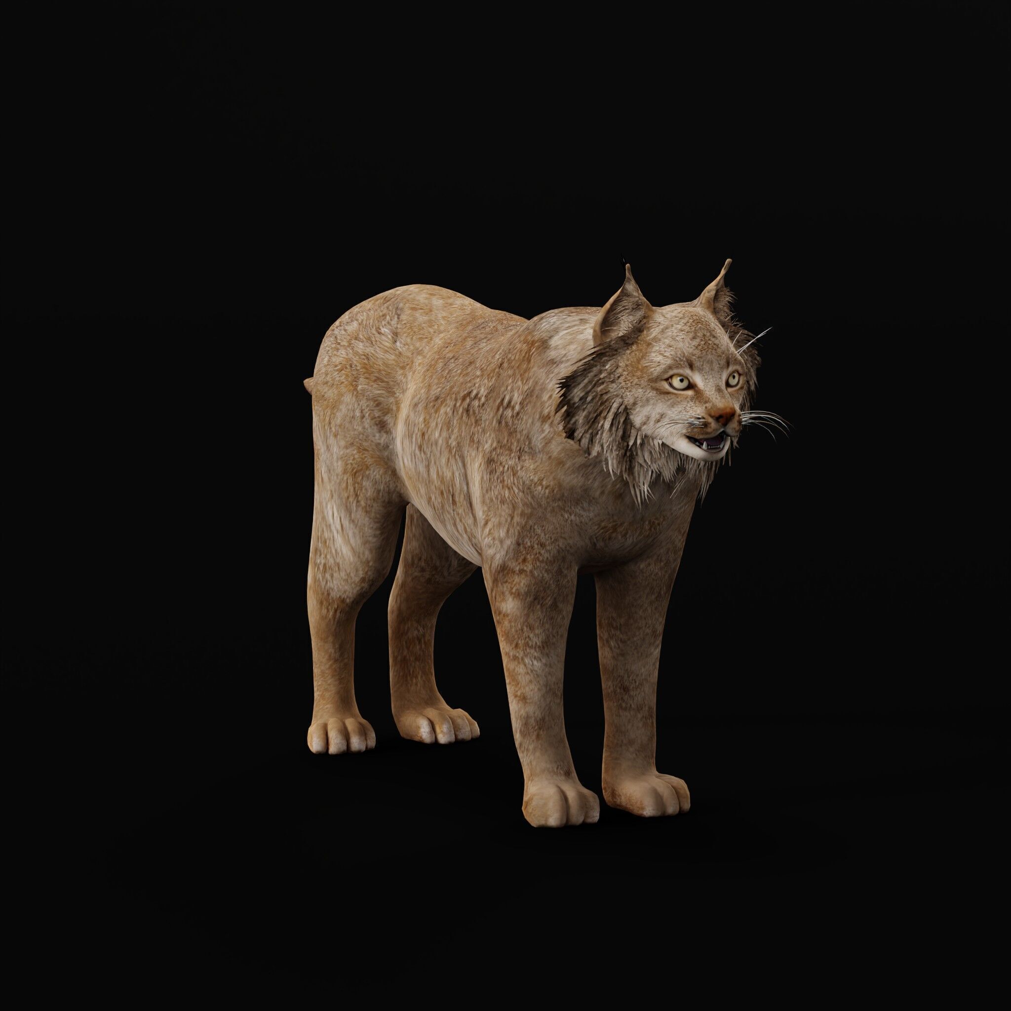 Canadian Lynx 3D model_50